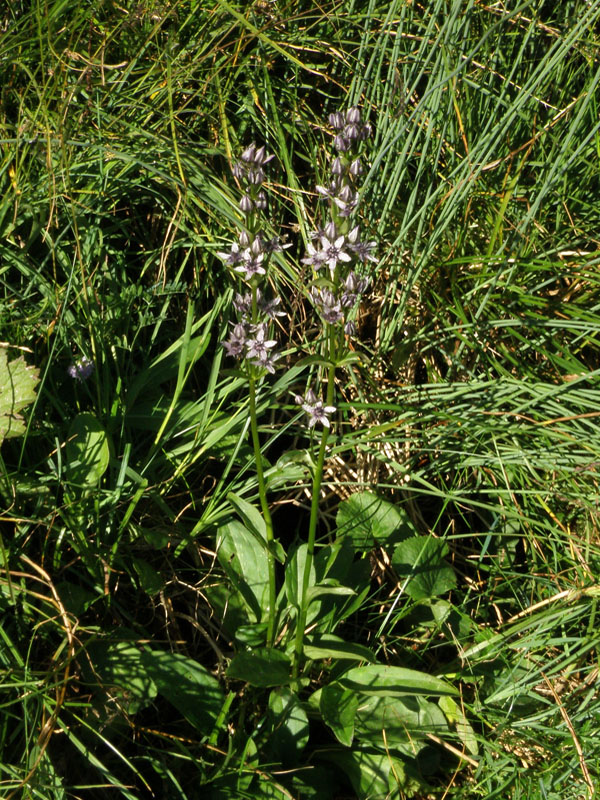 Swertia perennis L. - Genzianella stellata.
